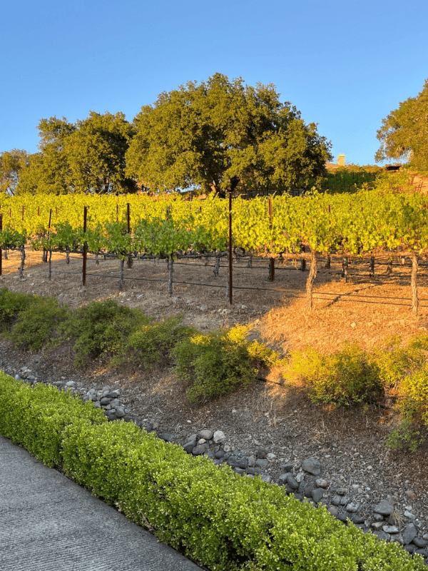 Healdsburg Other: 8330 Chalk Hill Rd