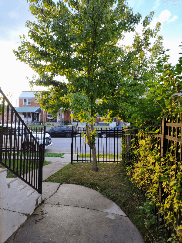 Baltimore House: 3811 Hayward Avenue