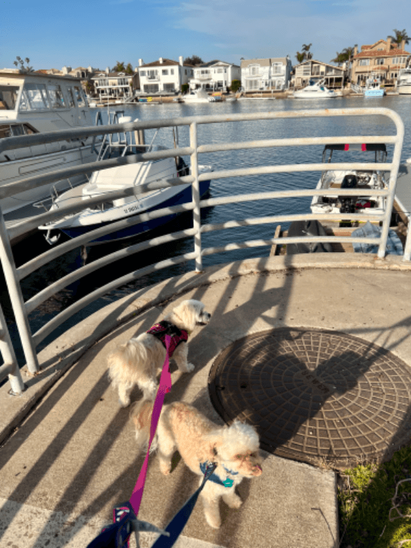 Huntington Beach Condo: 16891 Bluewater Ln