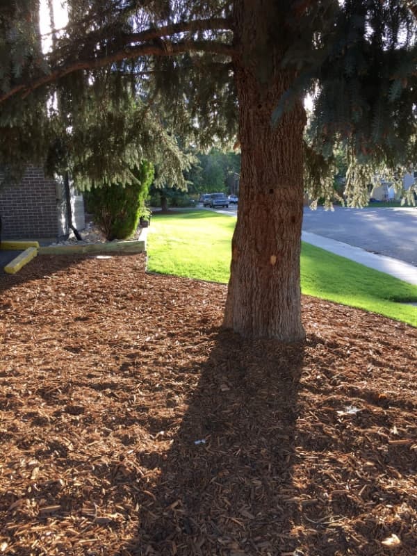 Longmont Apartment: 1829 Warren Ave