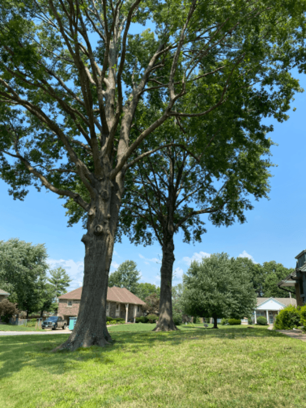 Blue Springs Condo: 1202 NW 6th Street