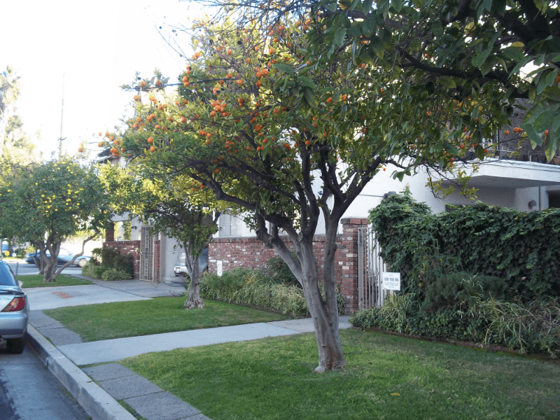 Valley Village Apartment: 5929 Laurel Canyon Blvd