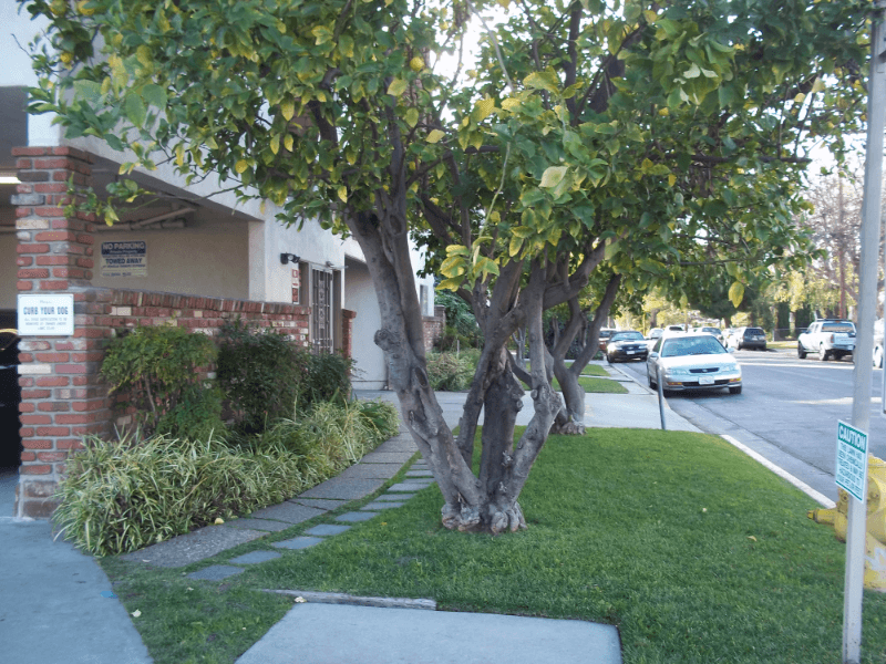 Valley Village Apartment: 5929 Laurel Canyon Blvd