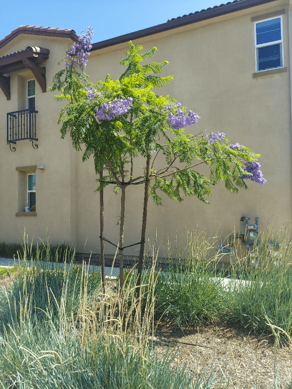 Upland Single Room: 1713 Cedar Tree Place