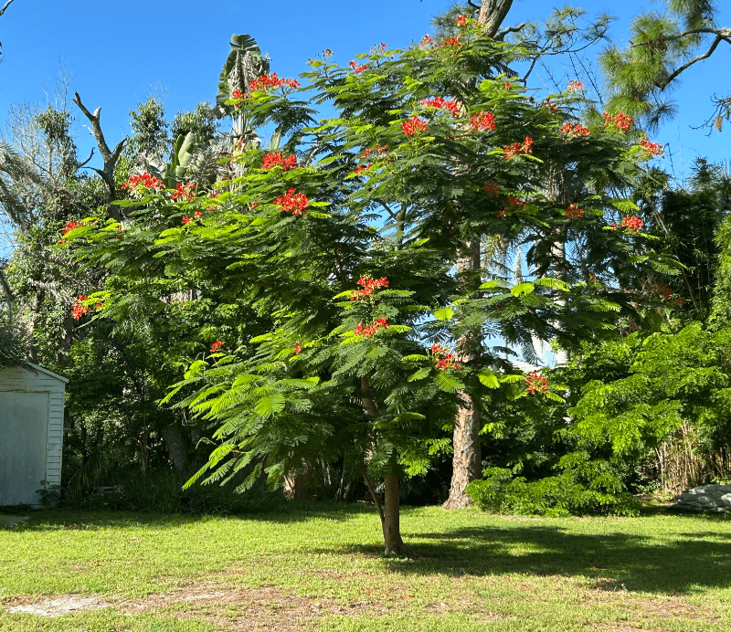 Englewood House: 1620 Manor Road