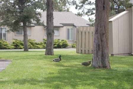 Bend Multiplex: 155 NE Craven Rd Unit N-10