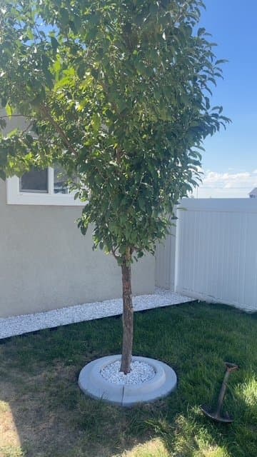 Springville House: 1448 W 350 N