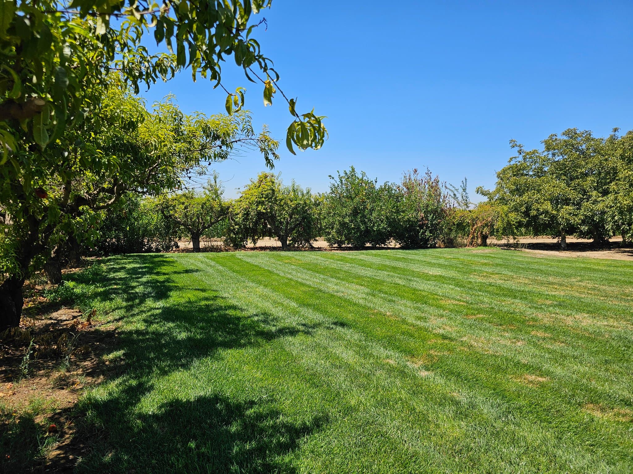 Patterson House: 705 Almond Ave