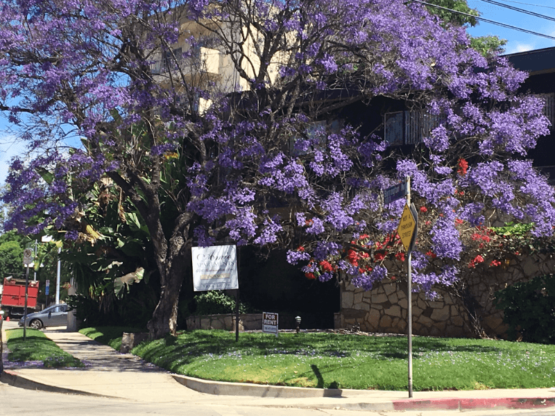 Los Angeles Apartment: 646 S Barrington