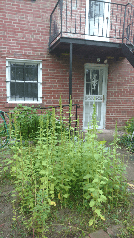 Washington Apartment: 6416 2nd Place, NW