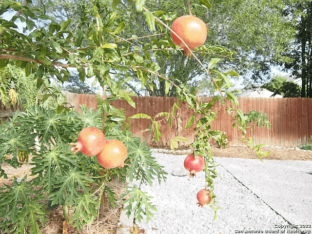 San Antonio House: 10031 Moffitt Dr