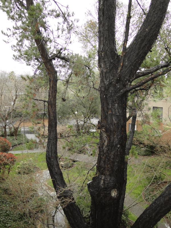 Walnut Creek Condo: 450 N. Civic Dr