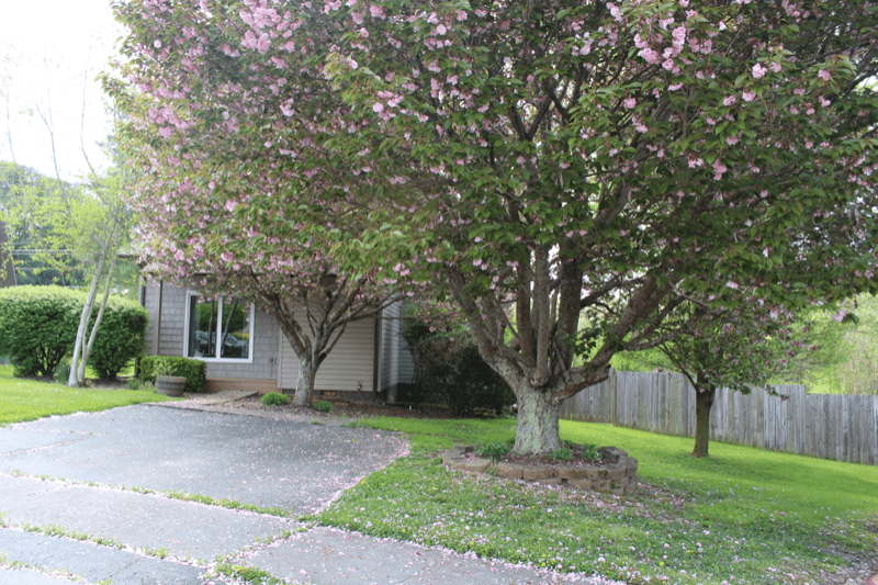 Johnson City House: 7 Crouch Ct