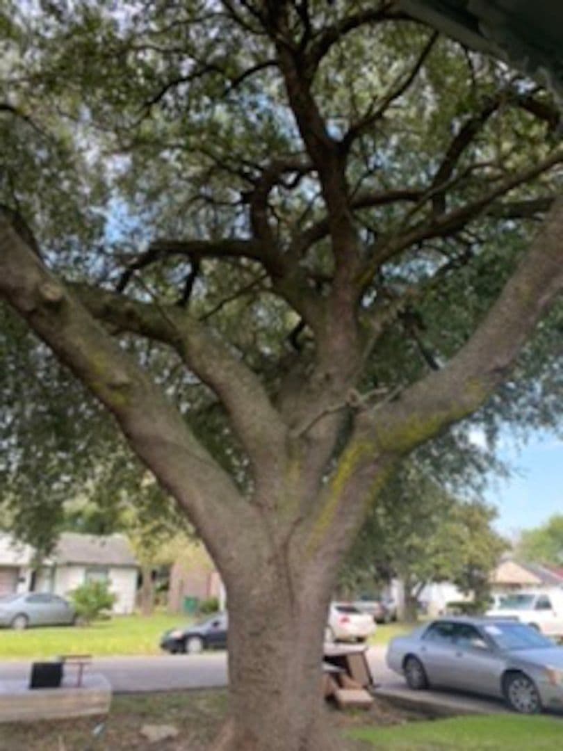 Houston House: 9909 Whitehead Street