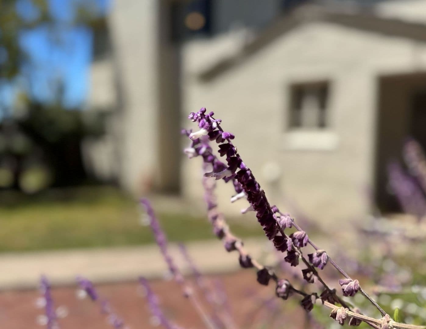 Berkeley Townhome: 1755 Spruce Street