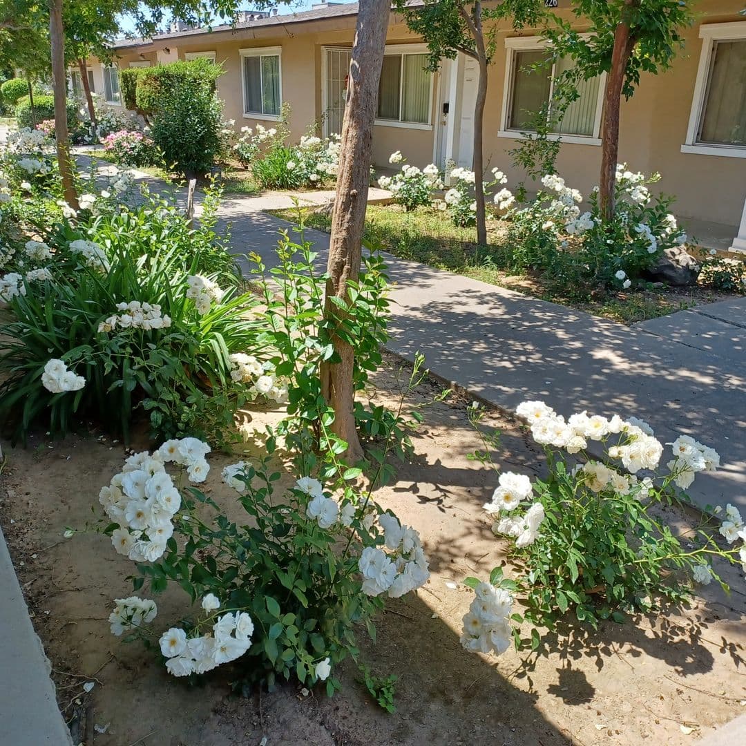 Fresno Apartment: 210 W Dakota, Ave #B