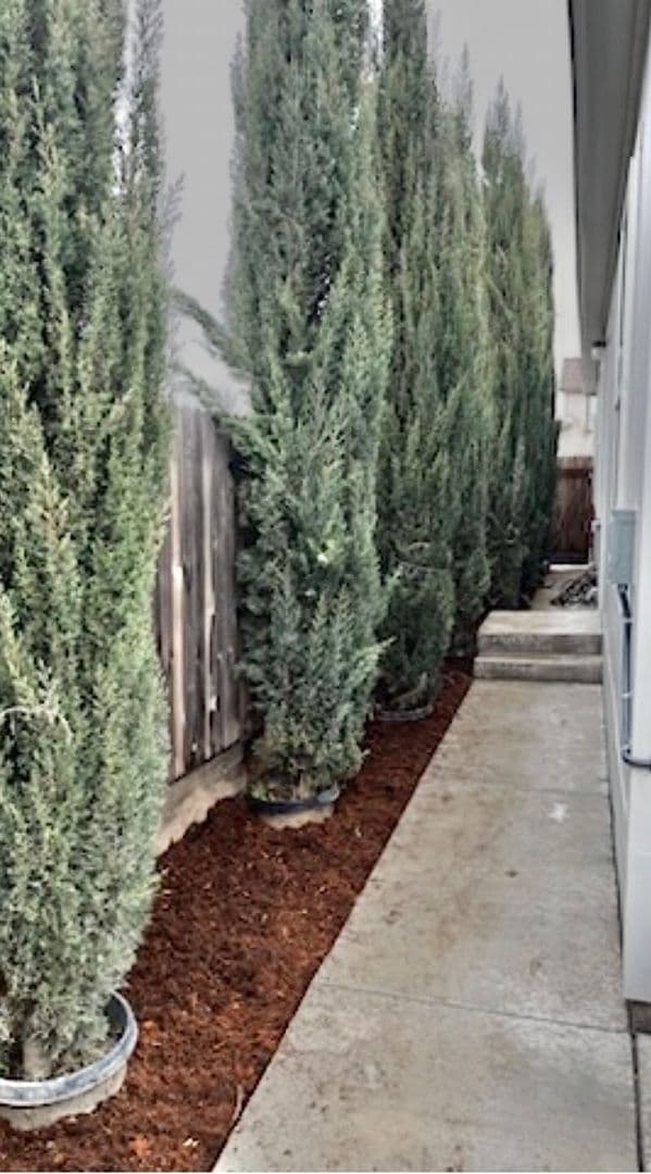 Los Banos House: 1602 1/2 Dodder Dr