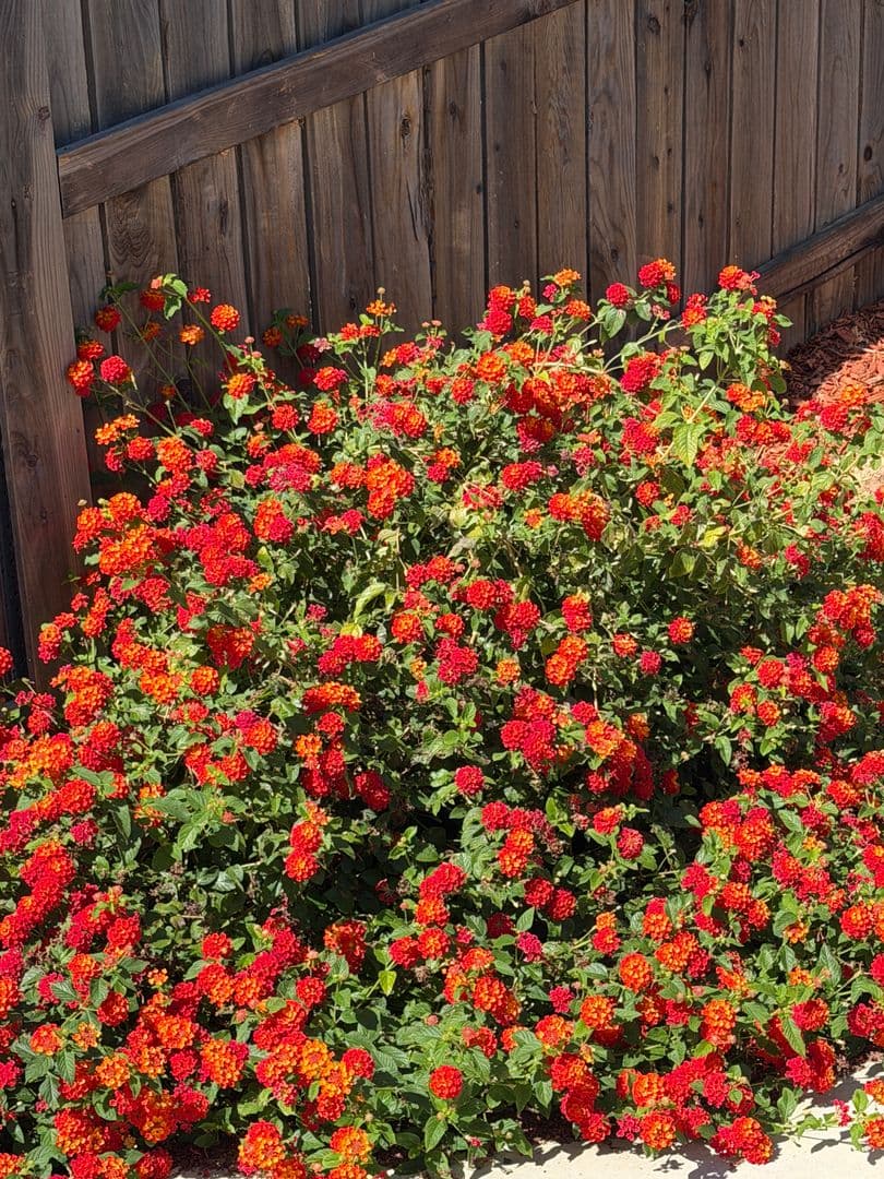 ROSEVILLE House: 6112 REDONDO WAY