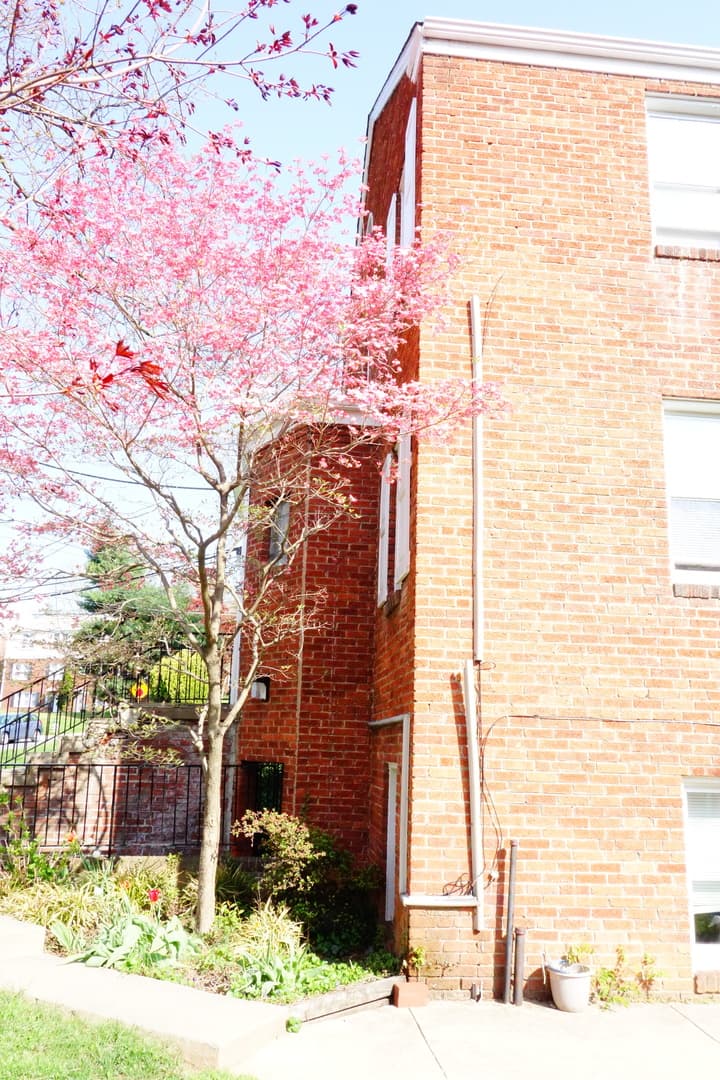 Takoma Park Apartment: 8105 Greenwood Ave