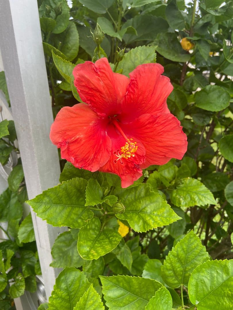 Ellenton Apartment: 54 Colony Drive N