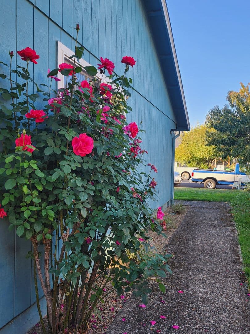 Newberg Apartment: 604 E 10th St
