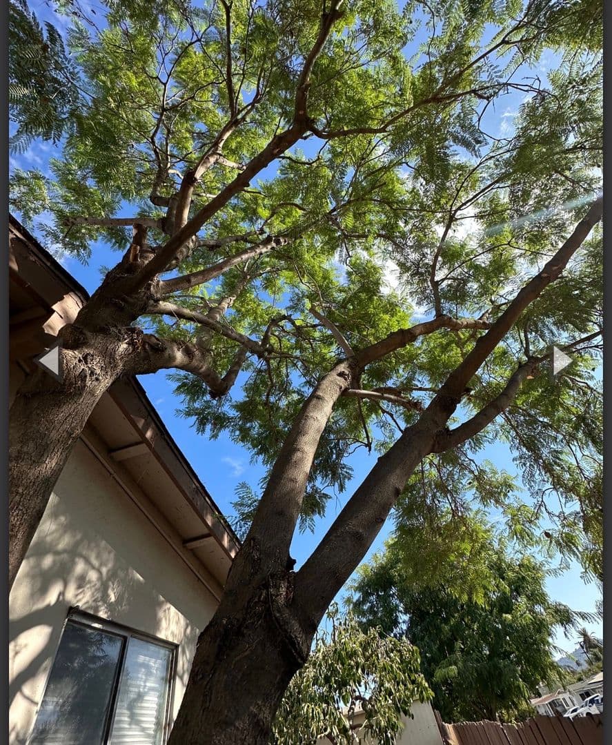 El Cajon House: 565 Pepper Drive