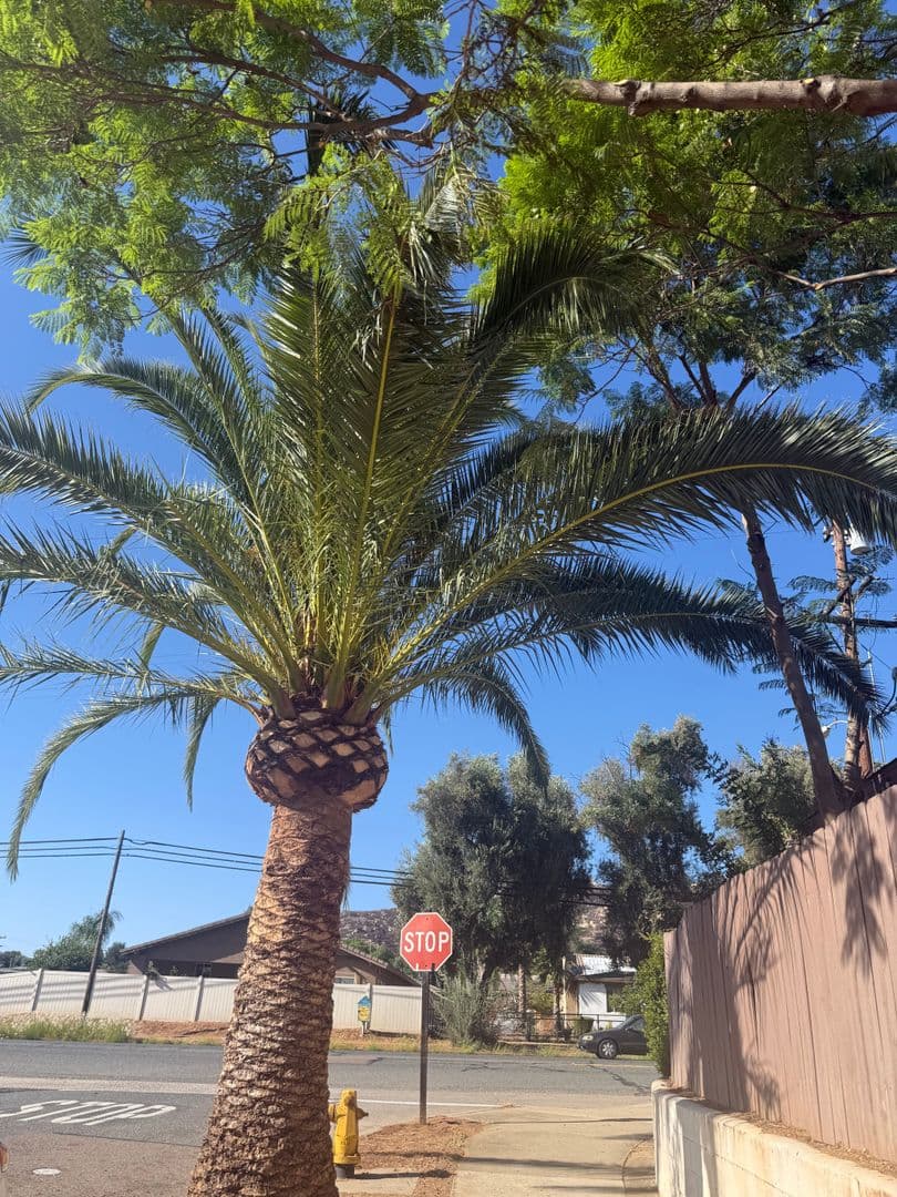 El Cajon House: 565 Pepper Drive