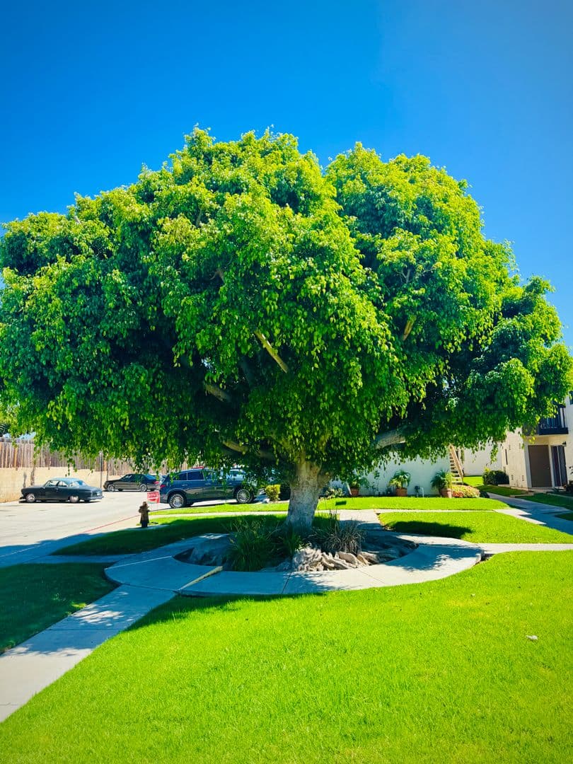 Chula Vista Apartment: 1241 5th Ave.