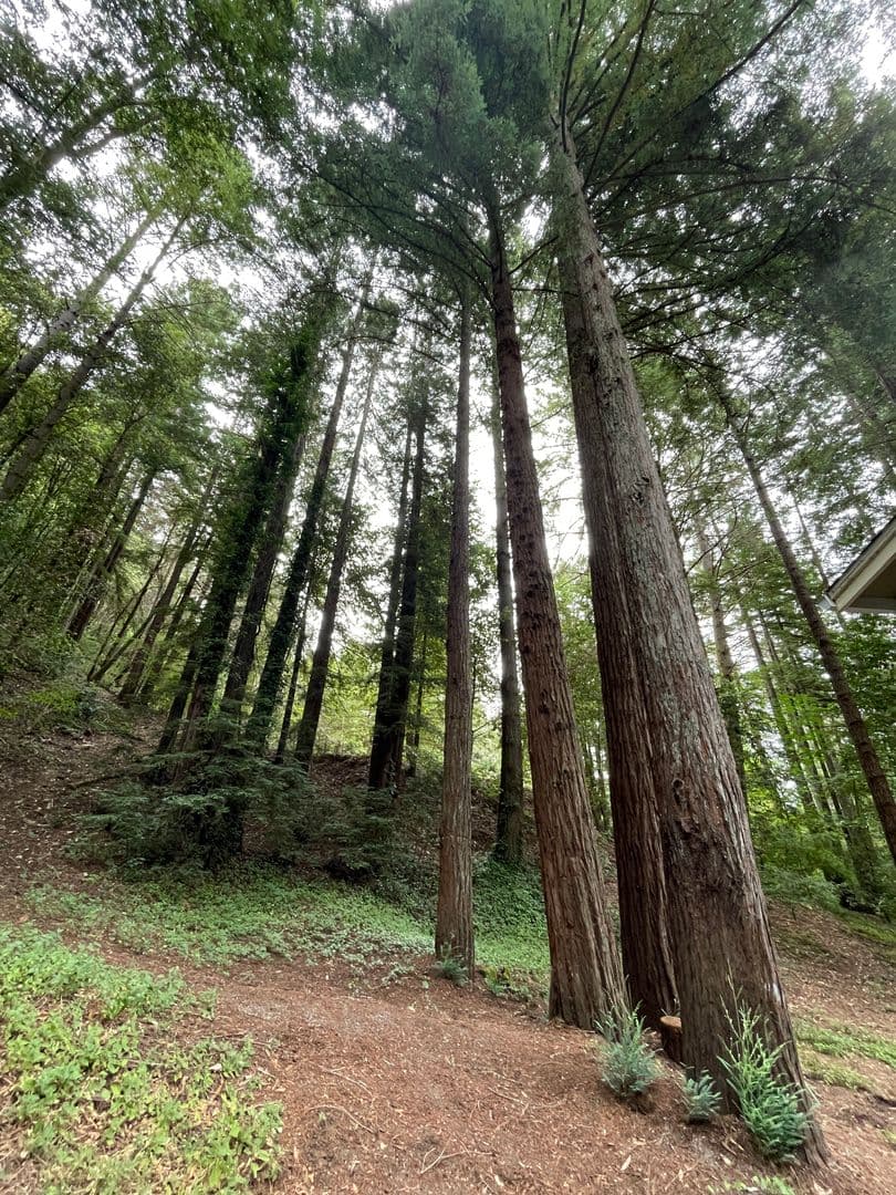 Guerneville Apartment: 14006 Fern Rd.