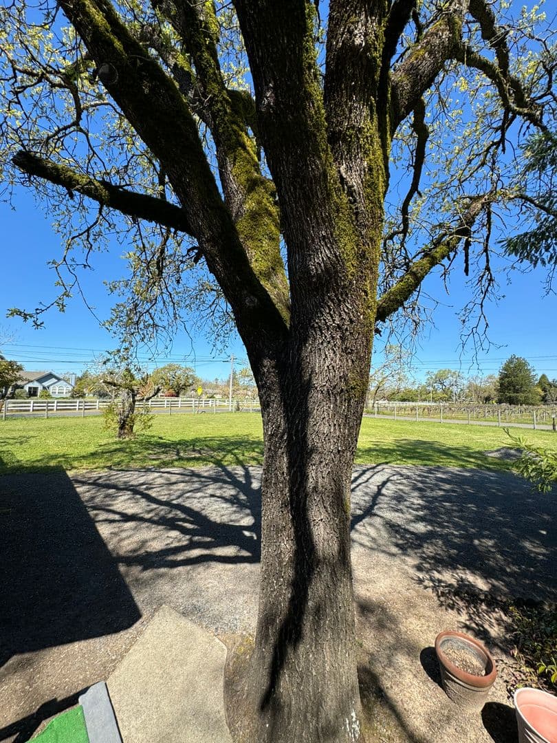 Santa Rosa House: 0000 Willowside