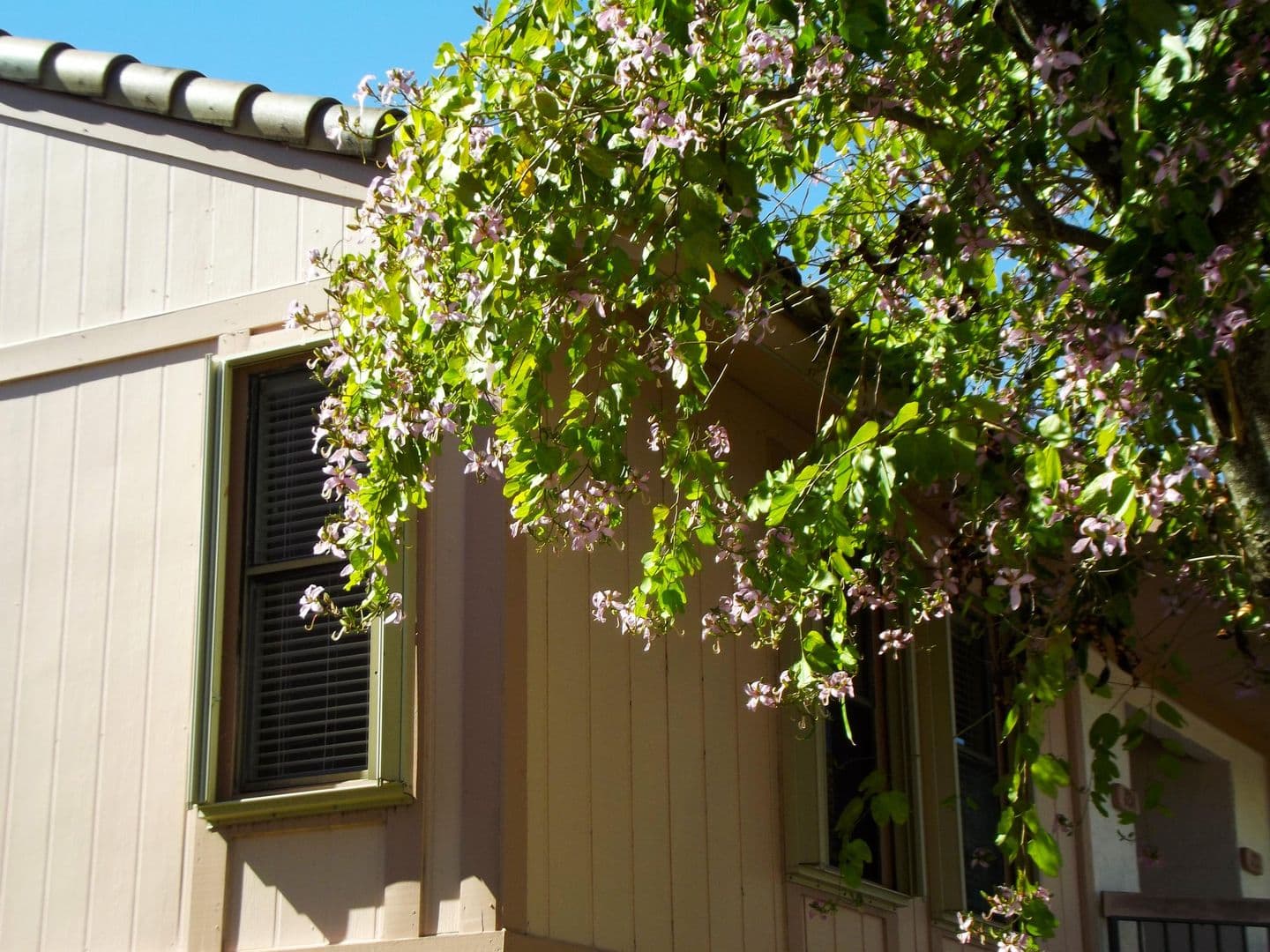 BOCA RATON Townhome: 3355 JAYWOOD TER # 2140