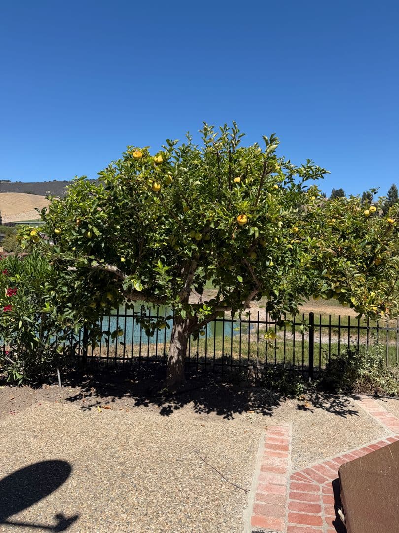 Danvile House: 742 Liquidamber Place