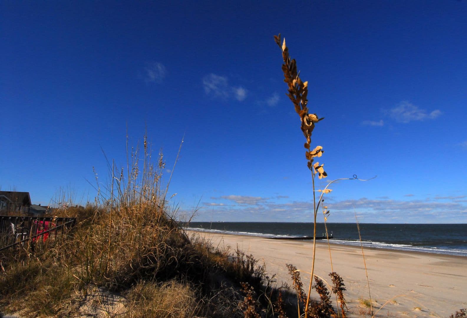 Norfolk Apartment: 2016 E. Ocean View Avenue