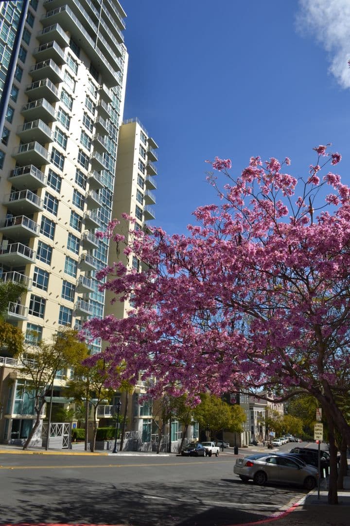 San Diego Condo: 850 Beech St