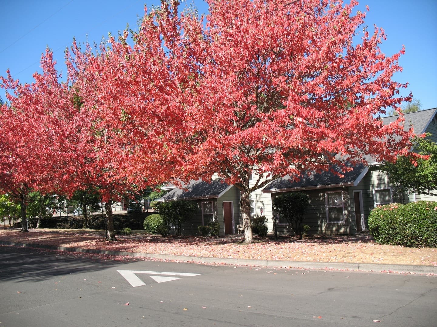 Salem Apartment: 3758 Mica View Court SE