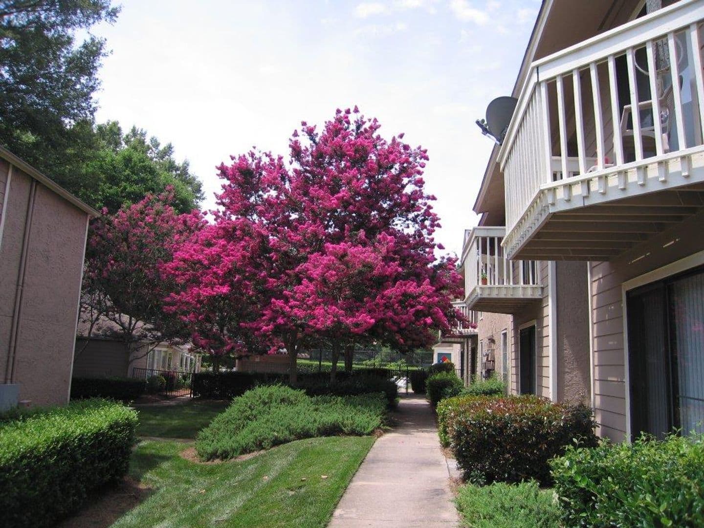Charlotte Apartment: Delane Avenue