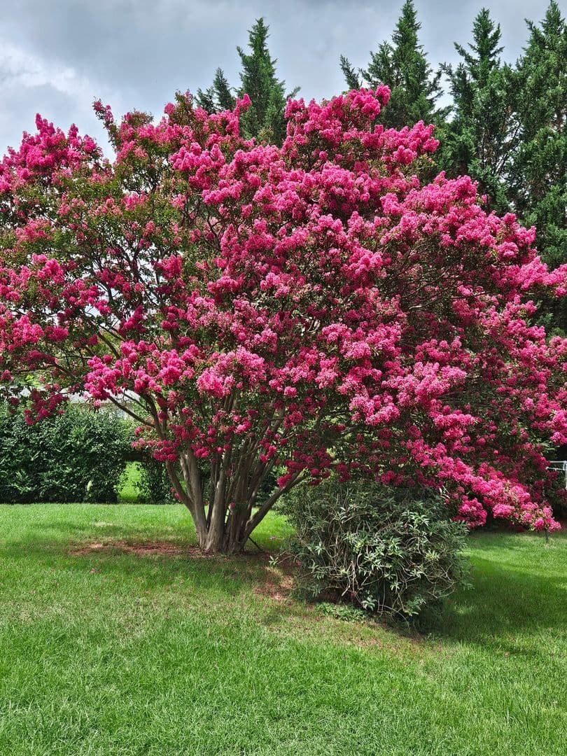Salem House: 1511 Narcissus Street