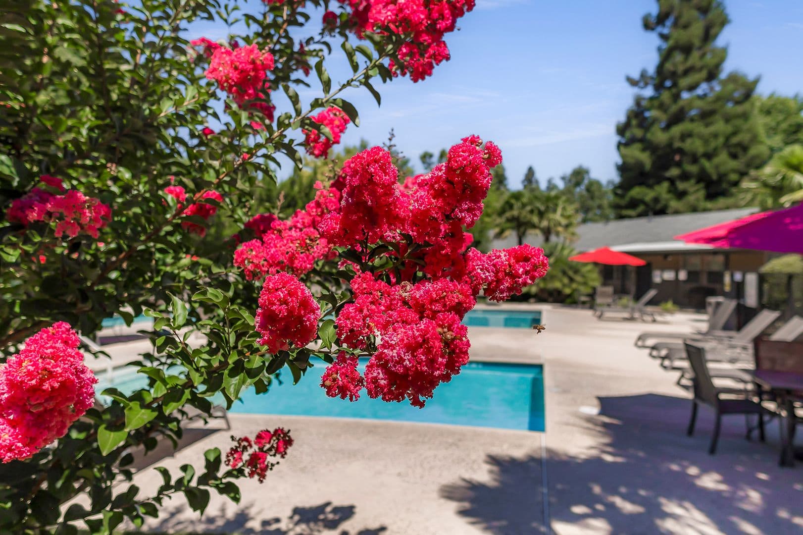 Chico Apartment: 1450 Springfield Drive