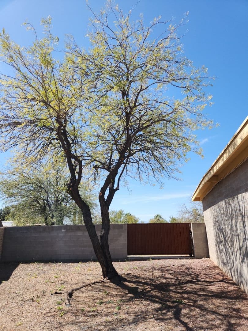 Tucson House: 1942 S. Sunburst Drive