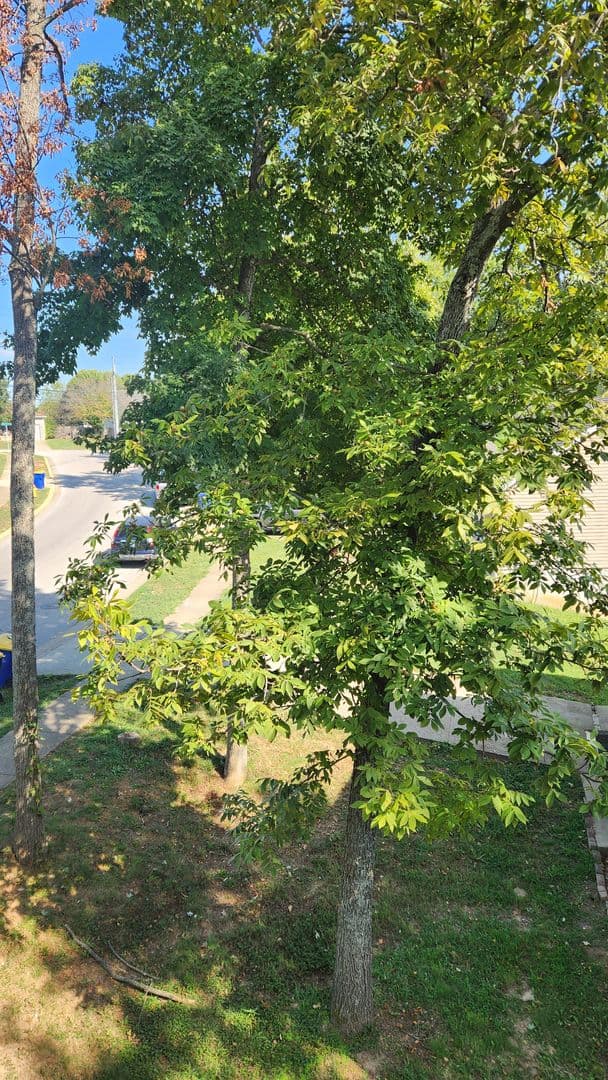 Bowling Green Apartment: 128 River Tanmer Way
