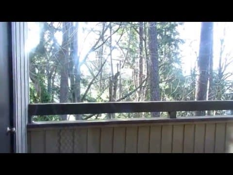 Bellevue Condo: 10819 NE 37th Place