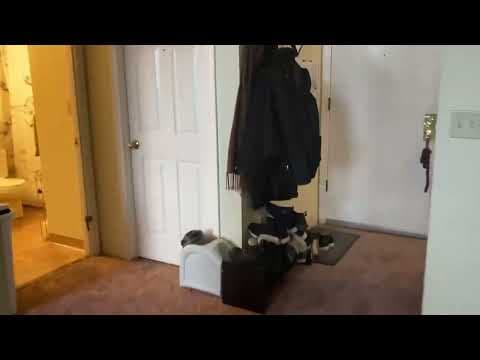 Fall River Apartment: 56 St Joseph St