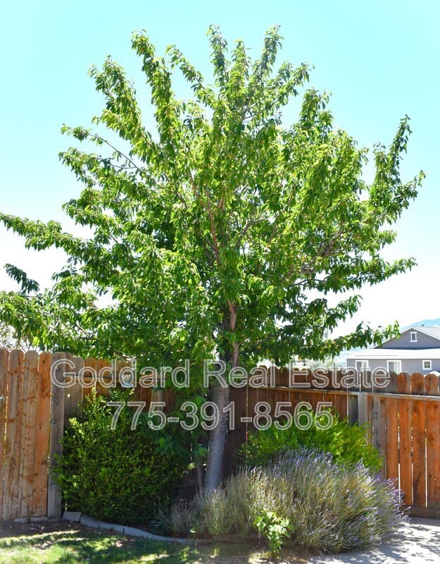 Reno House: 2900 Castle Sage Ct.